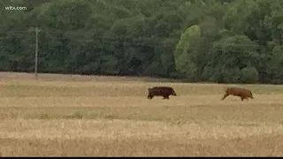 What you should do if you see feral hogs in South Carolina