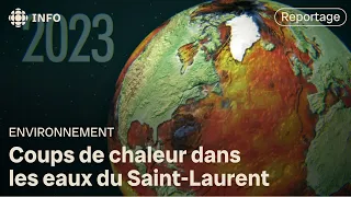 De nouvelles vagues de chaleur dans le Saint-Laurent | Découverte