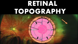 Retinal Topography | Anatomy of Peripheral Retina