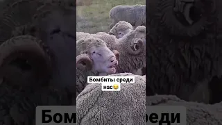 Бомбиты ещё среди нас 😂 дагестанская озвучка  #юмор