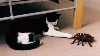 Cat vs Spider - My Kitten Goes Though A 3 Levels Game