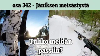 Osa 342 - Jänisjahtia - 2023/2024