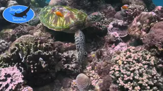 0264_Green Turtle sitting on coral reef, 4K underwater video stock footage