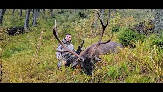 Red stag hunting in Romania 6,Chasse au en Roumanie 6,Rothirschjagd in Rumänien6