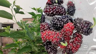 how to harvest mulberries | harvesting mulberries | Mulberry harvesting