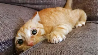 CAT Is Beyond Funny And Cute  - Funny Cat Videos