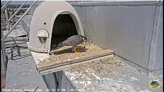 2024 05 31 Union County Falcon Cam