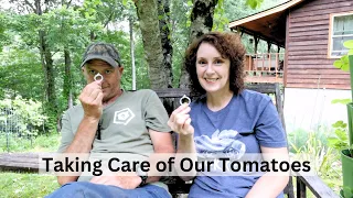 Taming Our Tomato Forest in Appalachia