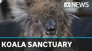 Chlamydia-free Kangaroo Island koalas find new home in an Adelaide Hills sanctuary | ABC News