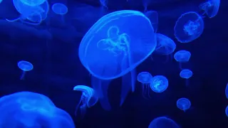 Chrono Cross - Jellyfish Sea (1h30m extended)