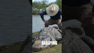 IF YOU SEE A 12 FT. ALLIGATOR DON'T TRY THIS! #shorts #alligator #wildlife #reptiles