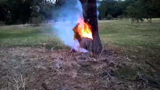 Lightning-Struck Tree Burning from Inside