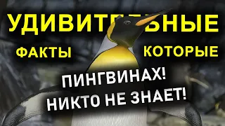 НЕВЕРОЯТНЫЕ ФАКТЫ О ПИНГВИНАХ!