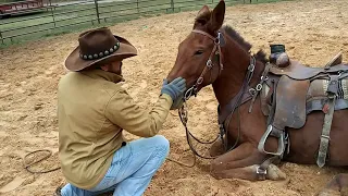 TRAINING AN EAR SHY MULE