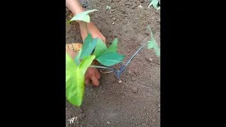 #shorts Taro Planting