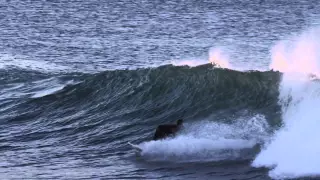 Dane Reynolds - BOILER BOYS