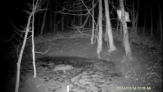 TRAIL CAMERA LOVACKA KAMERA WILDKAMERA SUNTEC HC 940 PRO LI DIVLJE SVINJE WILDSCHWEINE WILDBOAR