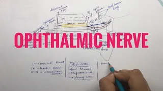 Ophthalmic Nerve | Trigeminal Division | animated | Anatomy | Manoti Alawadi
