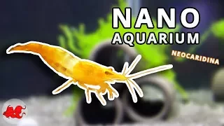 Nano aquarium for Neocaridina shrimps