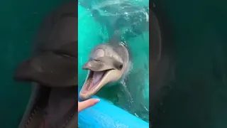 Dolphin sound