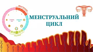 Менструальний цикл | фізіологія |