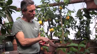 Pruning Meyer Lemons in Containers