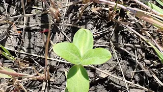 Всходы  подсолнечника в камышах,по целине.No-till.