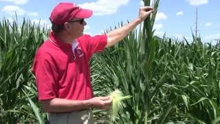 Corn Pollination: How to determine success under stress