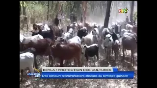 www.guineesud.com–Beyla/Protections des cultures: les éleveurs maliens chassés du territoire guinéen