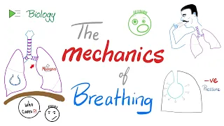 The mechanics of breathing 😮‍💨 | Normal inhalation and exhalation | Respiratory Physiology