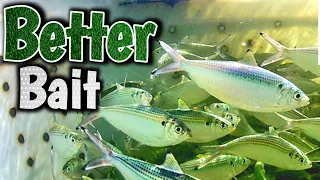 KEEP YOUR BAIT ALIVE The Truth about water conditioners
