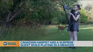 BT Bright Spot: Canadian Harpist has a surprise guest while playing in the meadow