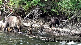 Grizzly Bear Sow with Cubs | Canada's Nature | Wildlife | B.C. Canada