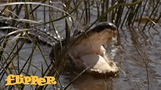 Flipper Stuck In An Alligator Swamp | Flipper
