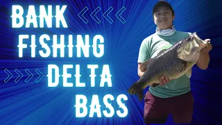 Bank fishing for Bass. How to catch Delta Bass from the bank.