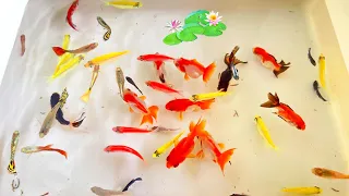 Most Amazing Catch Colorful Ornamental Fish, Axolotl, Tetra, Turtle, Spadefish, Radtang, Koi, Angel