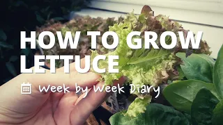 How to Grow Lettuce Leaves in Just 7 Weeks