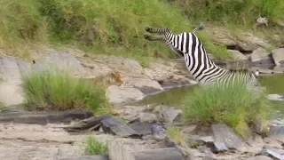 Zebra Narrowly Escapes Hungry Lion