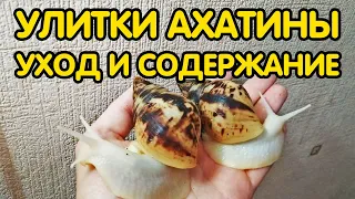 Улитки ахатины - уход и содержание. Как ухаживать за улитками и чем их кормить?