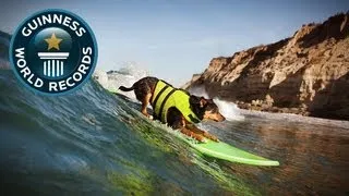 Longest Wave Surfed By A Dog - Guinness World Records - Guinness World Records