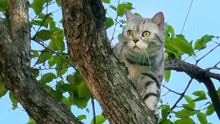 Cat Climbing Up a Tree [SURI&NOEL]