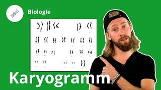 Karyogramm: Was ist das und wozu braucht man es? – Biologie | Duden Learnattack