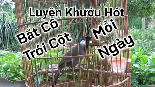 Luyện khướu hót giọng bắt cô trói cột| Luyện khướu hót nhiều giọng p3 | Kích Chim Hót