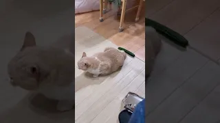 猫の後ろにきゅうりを置いたらこうなります　　　#shorts