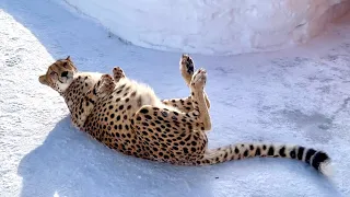 Gerda saw a tractor for the first time! Cheetah is tumbling in the snow - it means spring is coming!