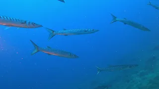 Scoglietto di Portoferraio (Isola d'Elba)