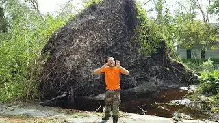 Massive tree stump