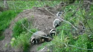 Wild Scottish Badgers - cubs above ground for the first time April 2009