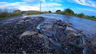 wow amazing fishing! catch fish a lot on the road of  fisherman at floods cross road