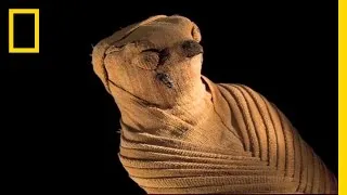 Animal Mummies: Pets of the Pharaohs | National Geographic